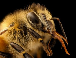 Kilka trudnych pytań o pszczoły