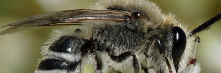 Potas i sód w diecie pszczół – klucz do zrozumienia ich relacji z przyrodą
